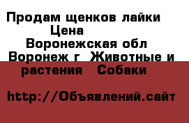Продам щенков лайки  › Цена ­ 3 500 - Воронежская обл., Воронеж г. Животные и растения » Собаки   
